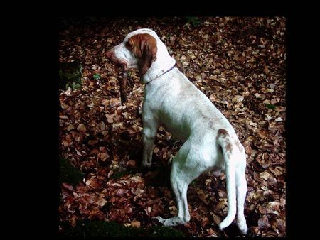 Bracco Italiano DONALD