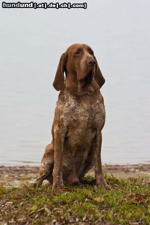Bracco Italiano Hunde Foto 46396 in höherer Auflösung ansehen Bracco Italiano bracco italiano Hundezüchter