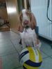 Bracco Italiano Hund