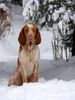 Bracco Italiano Hund