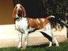 Bracco Italiano Hund