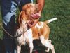 Bracco Italiano Foto: Giumella (ID 14111) Bracco Italiano Hund