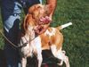 Bracco Italiano Hund