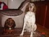 Bracco Italiano Hund