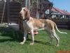 Bracco Italiano Hund