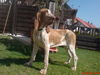 Bracco Italiano Hund