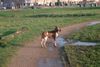 Bracco Italiano Foto: Amarone di Ala d'Oro (ID 7062) Bracco Italiano Hund