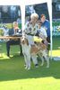 Bracco Italiano Foto: we breed bracco italiano since 1882-Luciano Delor's young male winner of 7th group at Losanna int expo 2003 (ID 8041) Bracco Italiano Hund