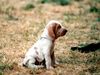 Bracco Italiano Hund