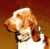 Bracco Italiano Hund