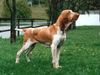 Bracco Italiano Hund