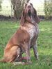 Bracco Italiano Hund