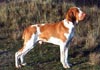 Bracco Italiano Hund