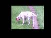 Bracco Italiano Foto: DONALD (ID 31602) Bracco Italiano Hund