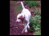 Bracco Italiano Hund