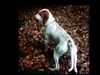 Bracco Italiano Foto: DONALD (ID 31604) Bracco Italiano Hund
