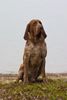 Bracco Italiano Hund