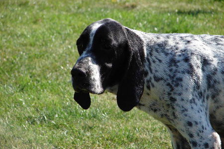 Braque d´Auvergne