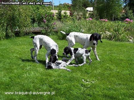 Braque d´Auvergne Hunde Foto 23306 in höherer Auflösung ansehen Braque d´Auvergne