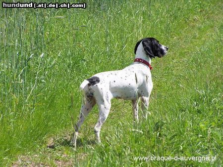 Braque d´Auvergne