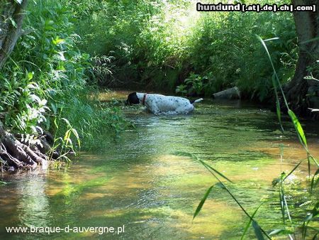 Braque d´Auvergne Hunde Foto 23310 in höherer Auflösung ansehen Braque d´Auvergne
