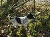 Braque d´Auvergne Hund