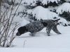 Braque d´Auvergne Foto: Le Bleu Cardinalis FCI (ID 28189) Braque d´Auvergne Hund