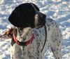 Braque d´Auvergne Foto: Le Bleu Cardinalis FCI (ID 28191) Braque d´Auvergne Hund