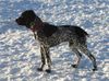 Braque d´Auvergne Foto: Le Bleu Cardinalis FCI (ID 28190) Braque d´Auvergne Hund