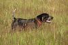Braque d´Auvergne Hund