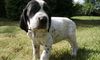 Braque d´Auvergne Foto: Alice Le Bleu Chevalier (ID 46985) Braque d´Auvergne Hund
