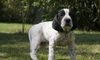 Braque d´Auvergne Foto: Amadeus Le Bleu Chevalier (ID 46983) Braque d´Auvergne Hund