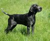 Braque d´Auvergne Hund