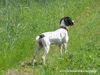 Braque d´Auvergne Hund