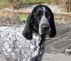 Braque d´Auvergne Foto: Le Bleu Cardinalis FCI (ID 31500) Braque d´Auvergne Hund