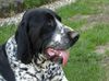 Braque d´Auvergne Foto: Le Bleu Cardinalis FCI (ID 31499) Braque d´Auvergne Hund