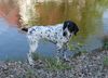 Braque d´Auvergne Hund