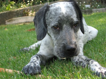 Braque Francais de Gascoine ich habe den Hund auf beistehendem Foto kürzlich aus einem spanischen Tierheim adoptiert, ca. 6-12 monate alt...handelt es sich um einen 