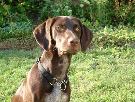 Braque Francais des Pyrénées Aika mit 10 Monaten