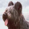 Briard, Berger de Brie Briard, Berger de Brie