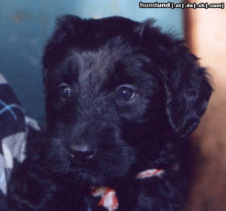 Briard Hunde Foto 7550 Briard Wer kann da schon wiederstehen?