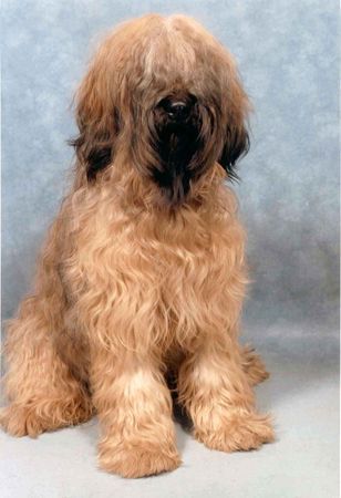 Briard Hunde Foto 26859 Briard Vanouck de la Foret d'Emeraudes