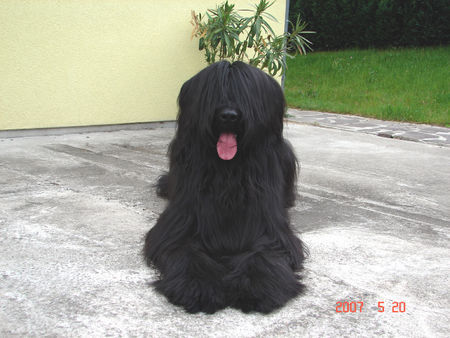 Briard Hunde Foto 38963 in höherer Auflösung ansehen Briard Zihon 18 Mon.