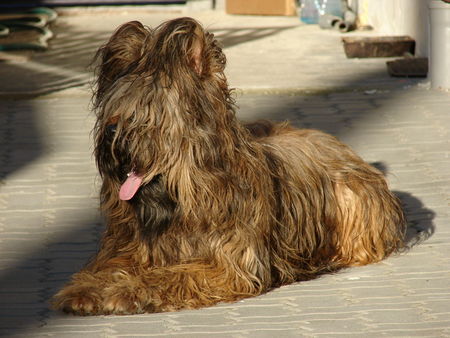 Briard hodowla briardow