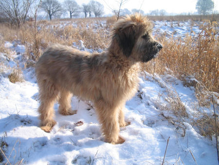 Briard Faya 1/2 jahr alt