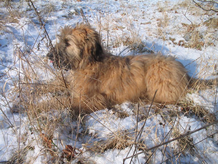 Briard Faya 1/2 jahr alt