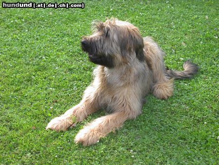 Briard Hunde Foto 12790 Briard ABOU, 5 Monate jung