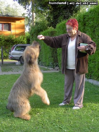 Briard Hunde Foto 12791 Briard ABOU, 5 Monate, fast so groß wie seine Leihoma
