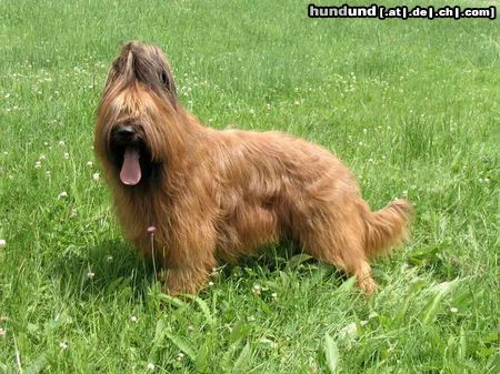 Briard Hunde Foto 14144 Briard