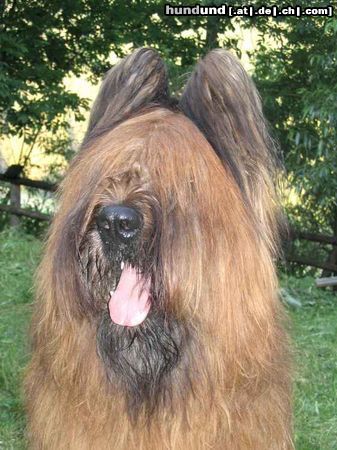 Briard Hunde Foto 14145 Briard